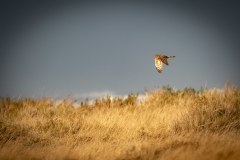 Female Hen Harrier in Flight Side View