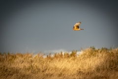 Female Hen Harrier in Flight Side View