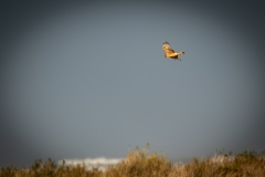 Female Hen Harrier in Flight Side View