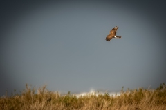 Female Hen Harrier in Flight Side View