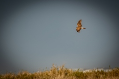 Female Hen Harrier in Flight Side View