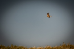 Female Hen Harrier in Flight Side View