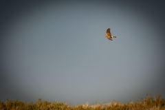 Female Hen Harrier in Flight Side View