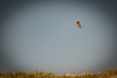 Female Hen Harrier in Flight Side View