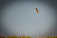 Female Hen Harrier in Flight Side View