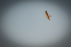 Female Hen Harrier in Flight Side View