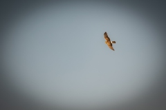 Female Hen Harrier in Flight Side View