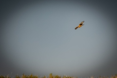 Female Hen Harrier in Flight Side View