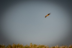 Female Hen Harrier in Flight Side View