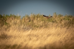 Female Hen Harrier in Flight Side View