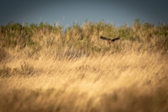 Female Hen Harrier in Flight Side View