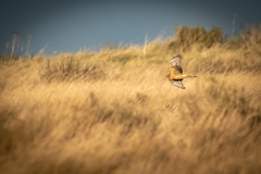 Female Hen Harrier in Flight Side View