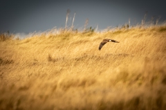 Female Hen Harrier in Flight Side View