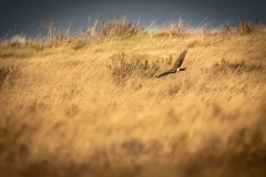 Female Hen Harrier in Flight Back View