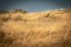 Female Hen Harrier in Flight Back View