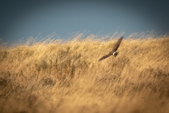 Female Hen Harrier in Flight Back View