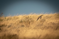 Female Hen Harrier in Flight Back View