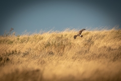 Female Hen Harrier in Flight Back View