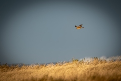 Female Hen Harrier in Flight Side View