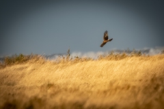 Female Hen Harrier in Flight Side View