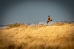 Female Hen Harrier in Flight Side View