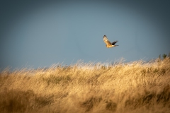 Female Hen Harrier in Flight Side View