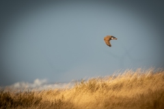 Female Hen Harrier in Flight Side View