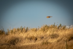 Female Hen Harrier in Flight Side View