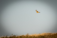 Female Hen Harrier in Flight Side View