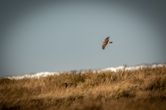 Female Hen Harrier in Flight Side View