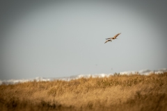 Female Hen Harrier in Flight Side View with another bird Flying by