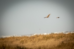 Female Hen Harrier in Flight Side View with another bird Flying by