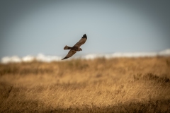 Red Kite in Flight Side View