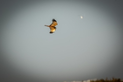 Red Kite in Flight Side View