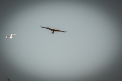 Red Kite in Flight Back View