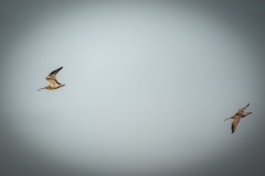 Curlews in Flight Side View