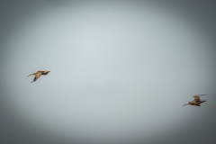 Curlews in Flight Side View