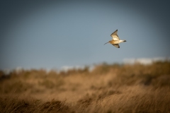 Curlew in Flight Side View