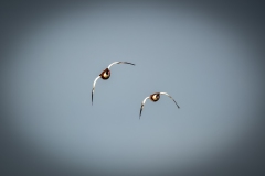 Male & Female Shelduck in Flight Front View