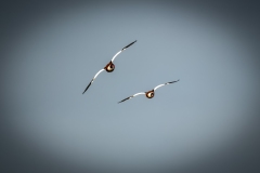 Male & Female Shelduck in Flight Front View