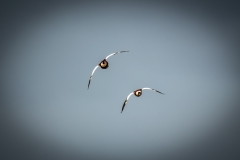 Male & Female Shelduck in Flight Front View