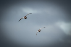 Male & Female Shelduck in Flight Front View