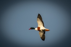 Male Shelduck in Flight Side View