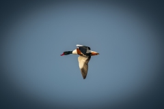 Male Shelduck in Flight Side View