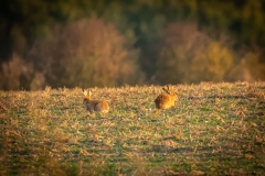 Hares in the field