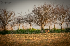 Hare running in the field