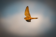 Male Kestrel in Flight Side View