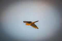 Male Kestrel in Flight Side View