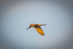 Male Kestrel in Flight Side View