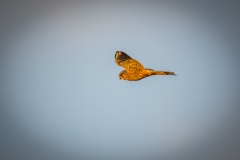 Male Kestrel in Flight Side View